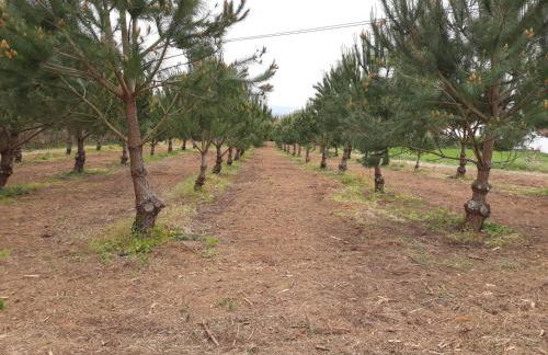 Casa Branca do Moinho - Foto 21