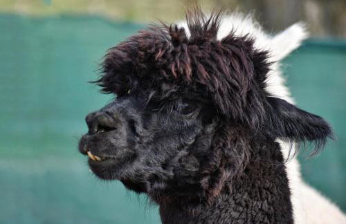 B10 Komfort Dom z 4 sypialniami Alpakami & Basen SPA - Foto 15