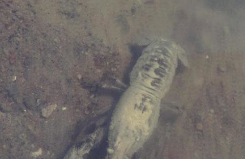 Easy Hill - domek na Kaszubach z sauną - Foto 29