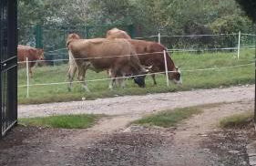 romagnoli family cottage - Foto 30