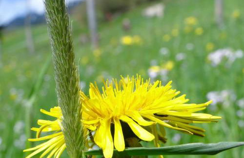 MEB Appartement Luxuriöses, alpines Appartement im Chalet-Stil - Foto 15