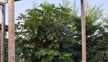 Casa da Figueira - Foto 5