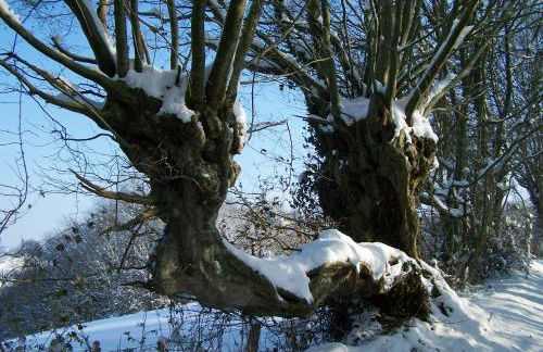 Manoir du Bois Joly - Gîte du Fournil - Foto 59