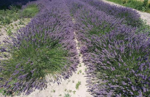 le Mas de la Jardine - Foto 25