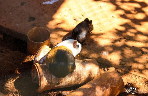 Pousada e Restaurante Victórios - Photo 19