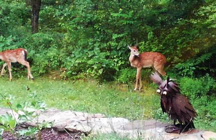 The Woodridge Retreat - Foto 47