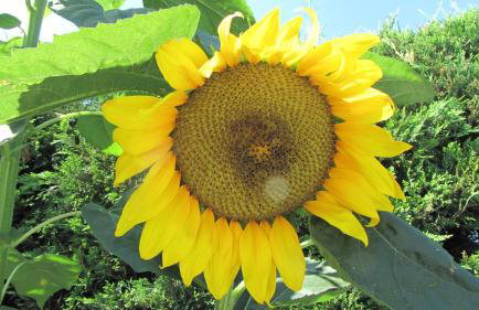 Palirria Hotel & Studios - Photo 44