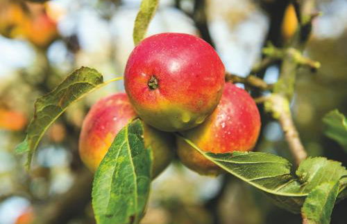 Rural Farm Cottage nr Canterbury - logburner, parking, 2bed and 2bath -idyllic setting - Foto 38