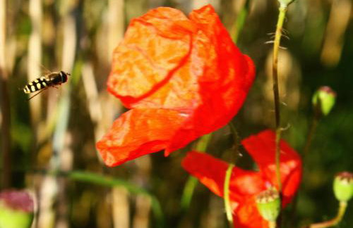 Forsthof Niendorf - Foto 42