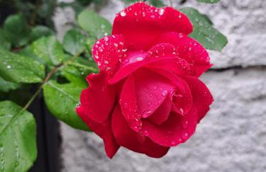 Apartments Orlić - Self check-in with code, WI-FI, Netflix, smart TV, garden, terrace - Photo 44