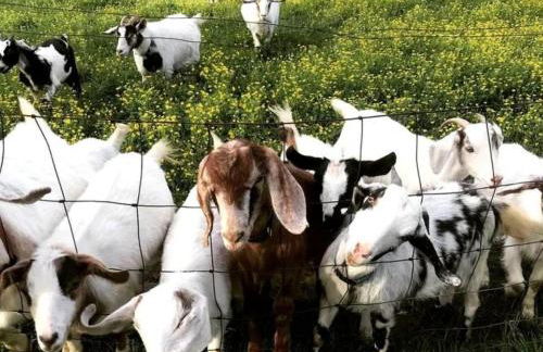 Beautiful Tree House for a Romantic Getaway on a Farm near Chattanooga Valley, Georgia - Foto 21