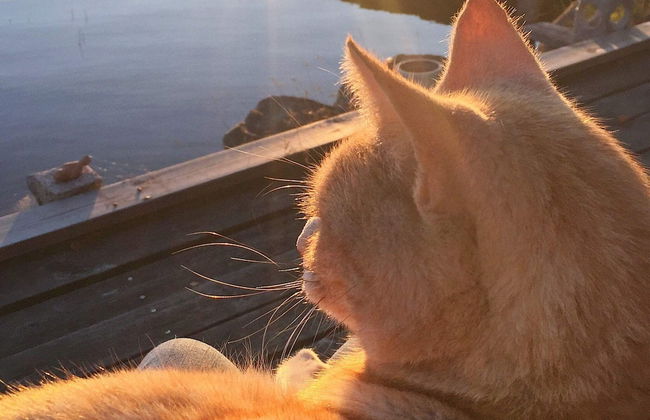 4 Person Holiday Home in Bengtsfors-by Traum - Photo 50