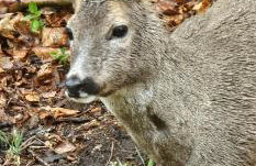 Willa Trebla - Foto 7