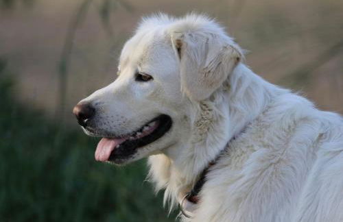 Lodge en Provence - Foto 18