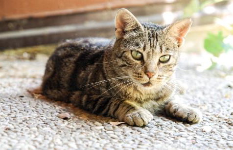 Home & Pet - Fiori - Foto 28