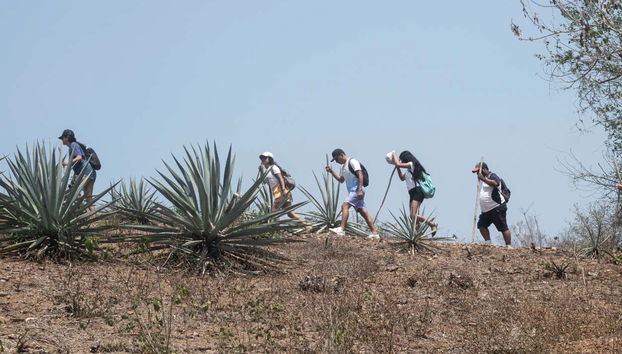 Caminhando entre os agaves