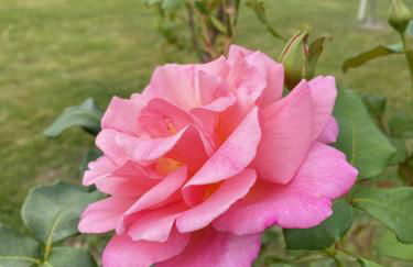 Gîte les chênes verts - Périgord noir proche grottes de Lascaux - Foto 7