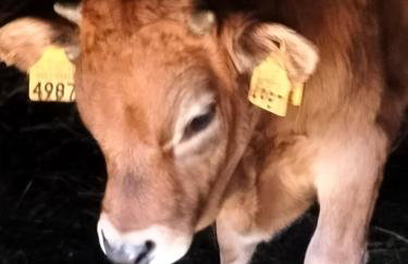 Casa do Forno FR - Foto 75