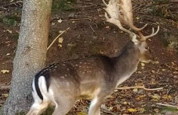 Ferienwohnung, Sauna & Gästekarte gratis im Schwarzwald - Photo 33