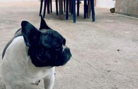 house into a paradise of kefalos - Foto 25