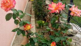 Apartments Villa Marija - Foto 5, Garden