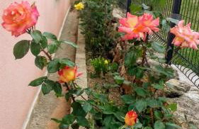 Apartments Villa Marija - Foto 5