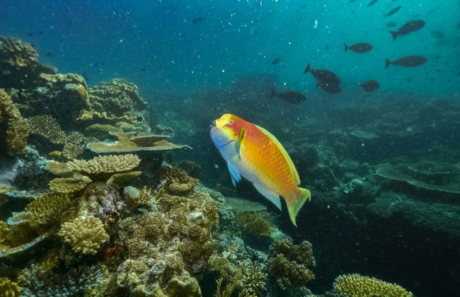 Excursión a la Gran Barrera de Coral y plataforma Reef Magic - Foto 8