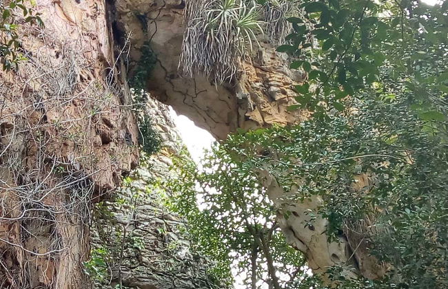 Sete Cidades National Park Tour - Foto 6