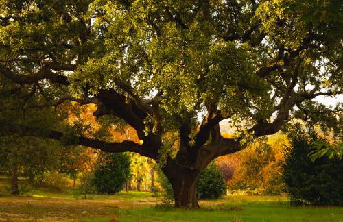 Carvalhal Redondo - Farm House - Foto 78