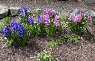 Mt. Baker View Harbor King Bed Fire Pit - Foto 50