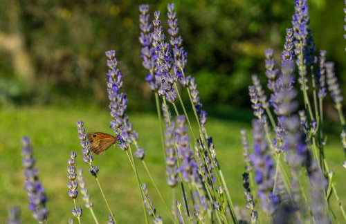 Apartments for families with children Presika, Labin - 11656 - Foto 14