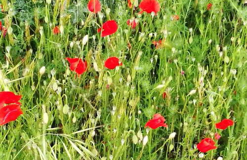 Molino della Tuoma - Foto 68