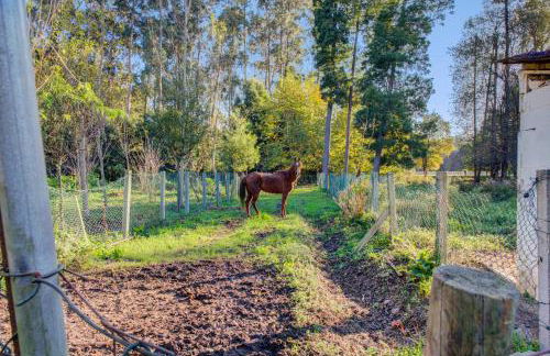 Casa do Moinho Rural campo e praia , 9 pessoas, animais benvindos - Foto 26