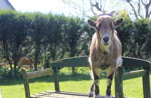 Ferienwohnung Nr 4 - Foto 12
