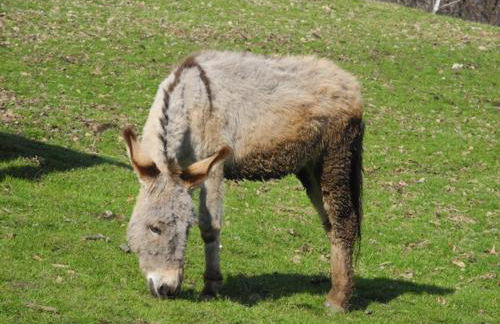 Agriturismo Piccolo paradiso - Foto 63