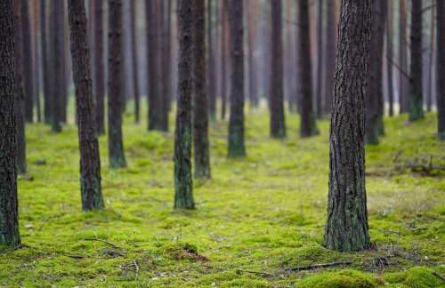 Rajskie Pluski Slow Life nad jeziorem - Photo 19