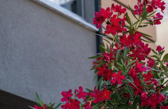 Nerium Apartments Leptokaria - Foto 13