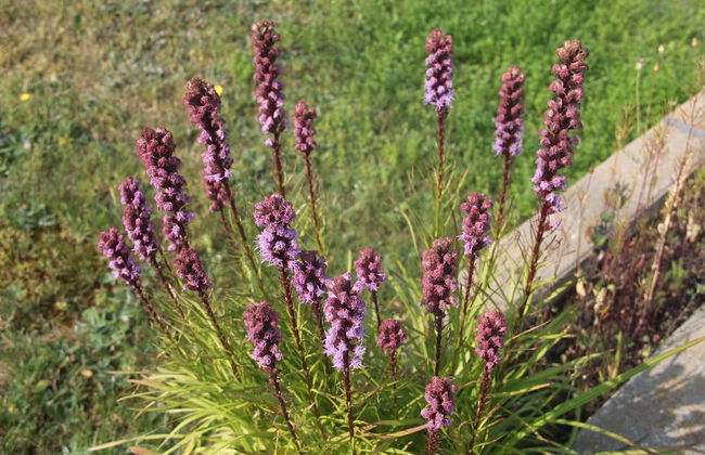 Les Trois Mentors Ghandi, Mandela, Luther King - Foto 33