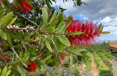 The Olive Tree - Photo 39