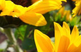 M Butterfly - Foto 41