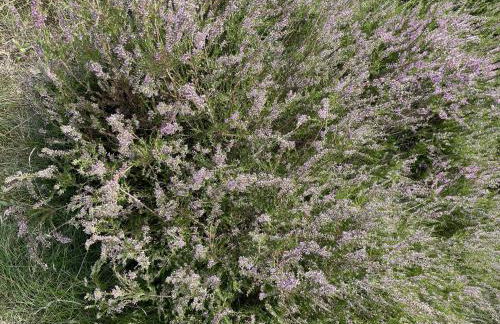 Ferienwohnung Harms - Foto 18