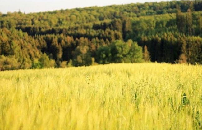 Relaxing Holiday Home in Willersdorf in the Forest - Photo 74