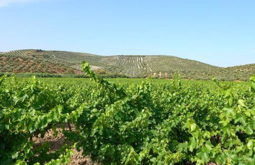 Alojamiento Rural Casilla Miguelin - Photo 9