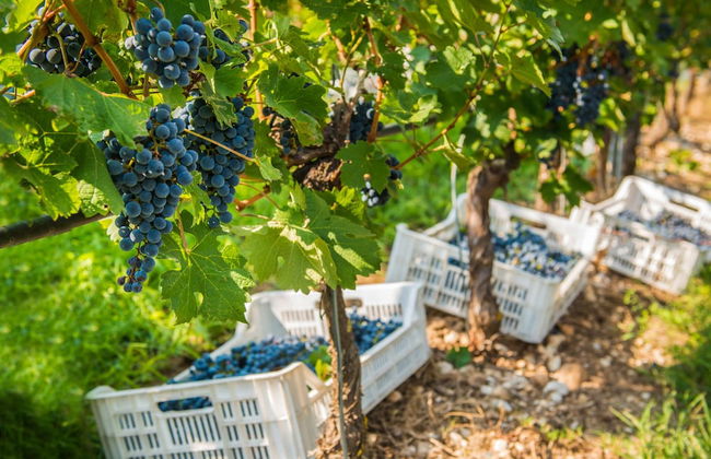 Tenuta La Presa - Foto 49