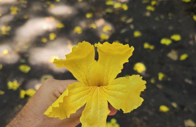Visita guiada al bosque de Tijuca para grupos pequeños - Foto 23