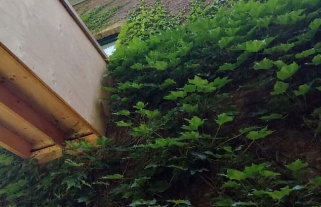 La Belle Vigne - Namur - Foto 45