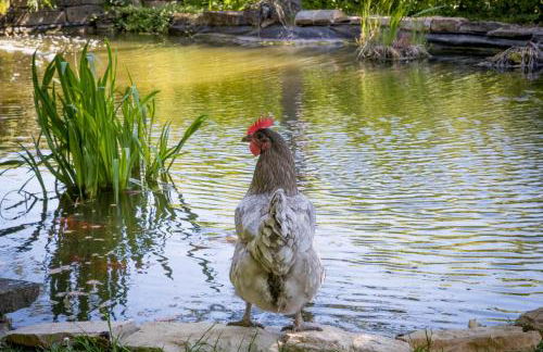 Le Clos du Verger - Foto 24