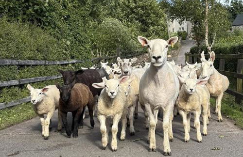 Betty's Farm Cottage - Foto 64