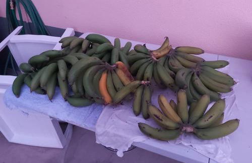 House in Camara de Lobos - Foto 26