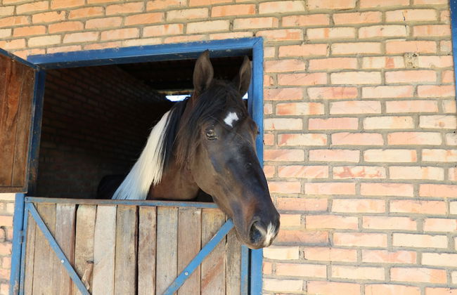 Fazenda Santa Amalia - Foto 56